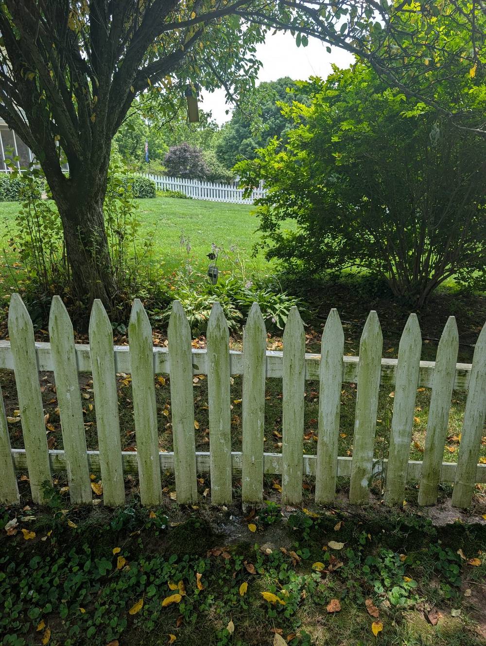 Fence cleaning wood restoration